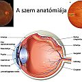 A szem anatómiája